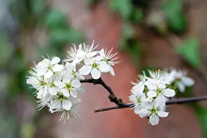 Spinosa: Blackthorn