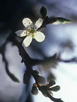 Spinosa: Blackthorn