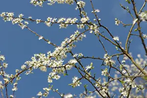 Fragile: Blackthorn