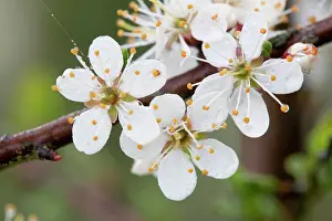 Blackthorns: Blackthorn Blossom