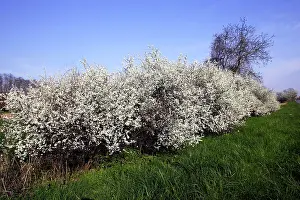 Blackthorns: Blackthorn - in blossom