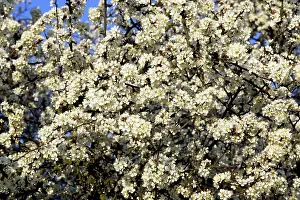 Blackthorns: Blackthorn - blossom