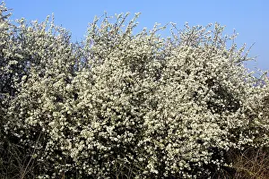 Blackthorns: Blackthorn - in blossom