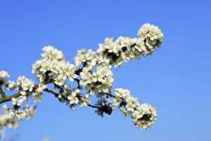 Blackthorns: Blackthorn - in blossom