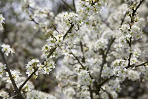 Blackthorns: Blackthorn - Blossom in spring