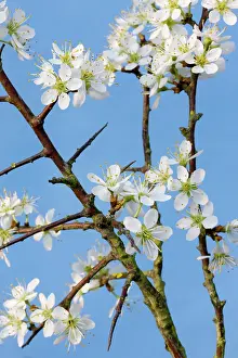 Blackthorns: Blackthorn branch with flowers