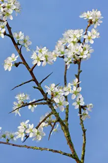 Blackthorns: Blackthorn branch with flowers - in spring