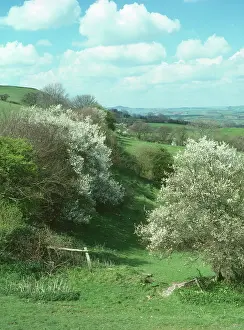 Blackthorns: Blackthorn - on Egerdon Hill (NT)