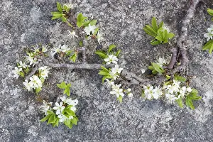 Blackthorns: Blackthorn - in flower on limestone pavement