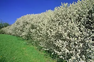 Blackthorns: Blackthorn - hedge, flowering in April