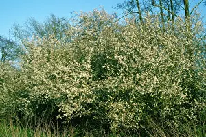 Reading: BLACKTHORN HEDGE - READING
