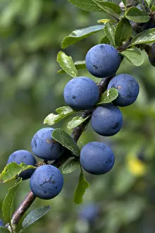 Ripe: Blackthorn (Prunus spinosa)
