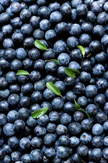 Collected: Blackthorn, Prunus spinosa, Abundant harvest of