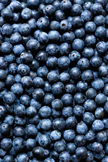 Collected: Blackthorn, Prunus spinosa, Abundant harvest of