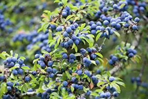 Spinosa: Blackthorn, Prunus spinosa, Abundant purple sloe