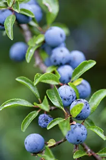 Spinosa: Blackthorn, Prunus spinosa, Abundant purple sloe