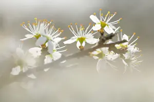 Spinosa: Blackthorn (Prunus spinosa) flowers, The Nether