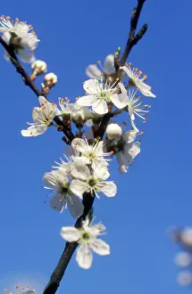 Blackthorns: Blackthorn / Sloe