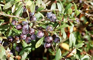 Blackthorn: BLACKTHORN - SLOE BERRIES