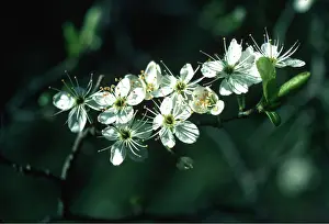 Hedgerow: Blackthorn / Sloe Blossom