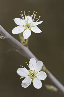 Prunus: Blackthorn, Sloe - flowering - Germany