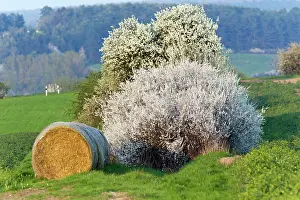 Sloe: Blackthorn / Sloe - flowering hedge landscape in springtime
