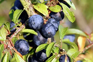 Blackthorns: Blackthorn / Sloe - fruits