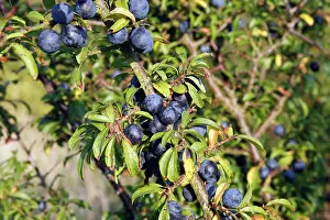 Blackthorns: Blackthorn / Sloe - fruits
