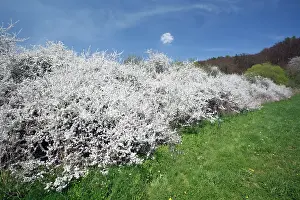 Blackthorns: Blackthorn / Sloe - hedge in blossom