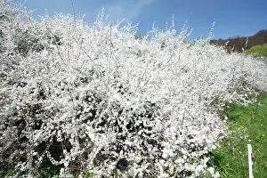 Blackthorns: Blackthorn / Sloe - hedge in blossom