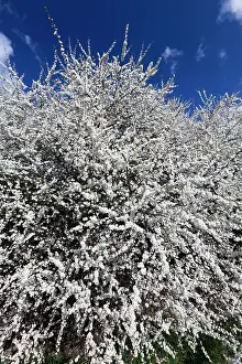 Sloe: Blackthorn / Sloe - hedgerow in blossom