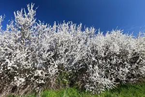 Sloe: Blackthorn / Sloe - hedgerow in blossom
