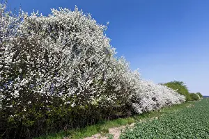 Sloe: Blackthorn / Sloe - hedgerow in blossom