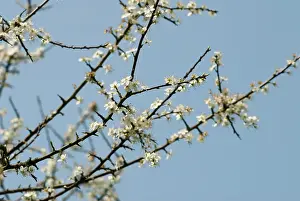 Tough: Blackthorn or Sloe, Prunus spinosa, blossom on bare wood twi