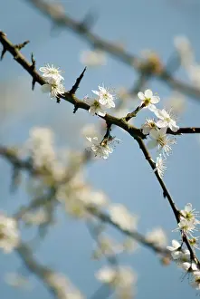 Tough: Blackthorn or Sloe, Prunus spinosa, blossom on bare wood twi