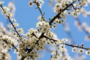Spinosa: Blackthorn, Sloe, Prunus spinosa, White subject