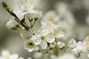 Spinosa: Blackthorn, Sloe, Prunus spinosa, White subject