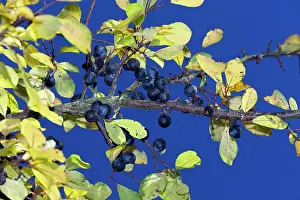Sloe: Blackthorn / Sloe - ripening fruits