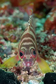 Line: Blacktip Grouper