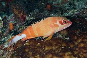 Blacktip: Blacktip Grouper - Two Tree Island dive site, Misool