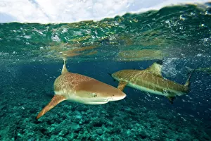 Blacktip: Blacktip reef sharks (Carcharhinus melanopterus)