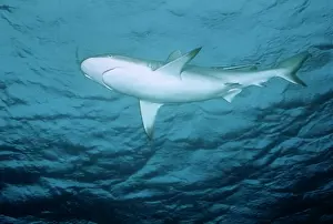 Blacktip: Blacktip Reef / Whaler Shark
