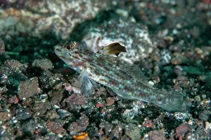 Goby: Blacktip Sandgoby