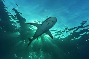 Blacktip: Blacktip shark (Carcharhinus limbatus), under the