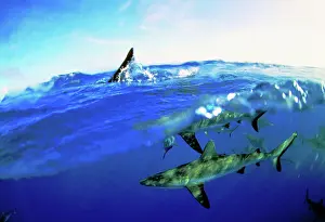 Blacktip: Blacktip Sharks - Split-level view, above and underwater