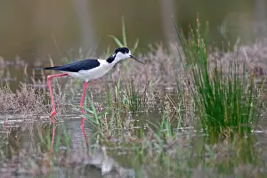 Stilts: Blackwinged Stilt