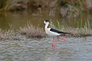 Stilts: Blackwinged Stilt