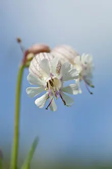 Campion: Bladder Campion