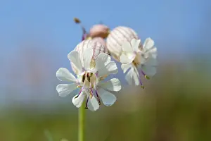 Campion: Bladder Campion