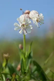 Campion: Bladder Campion